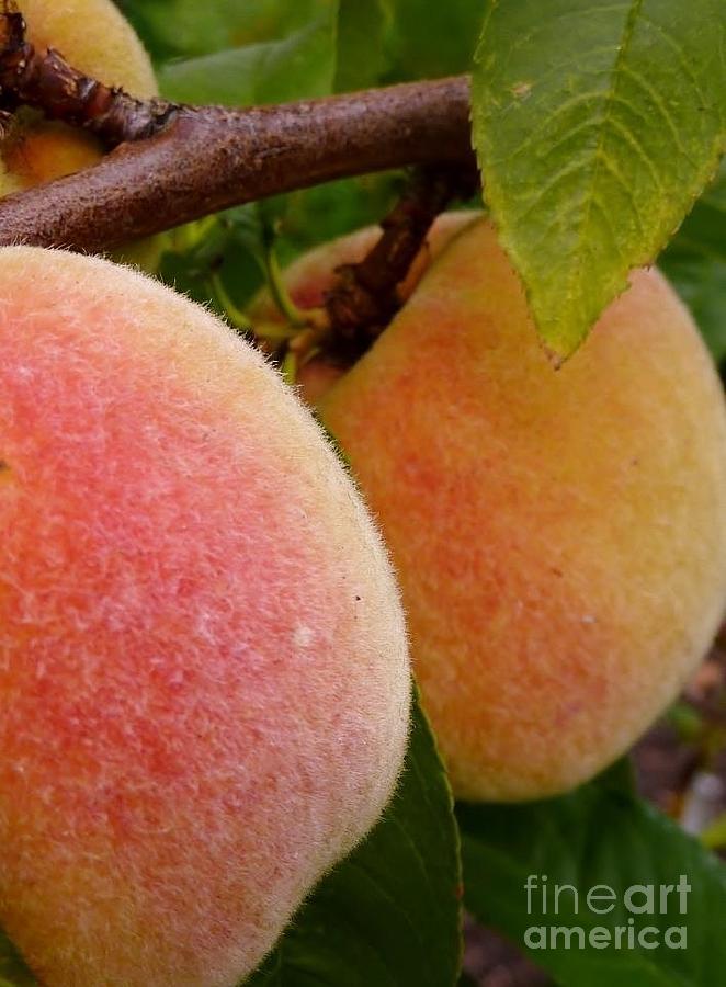 Peach Fuzz Photograph by Susan Garren