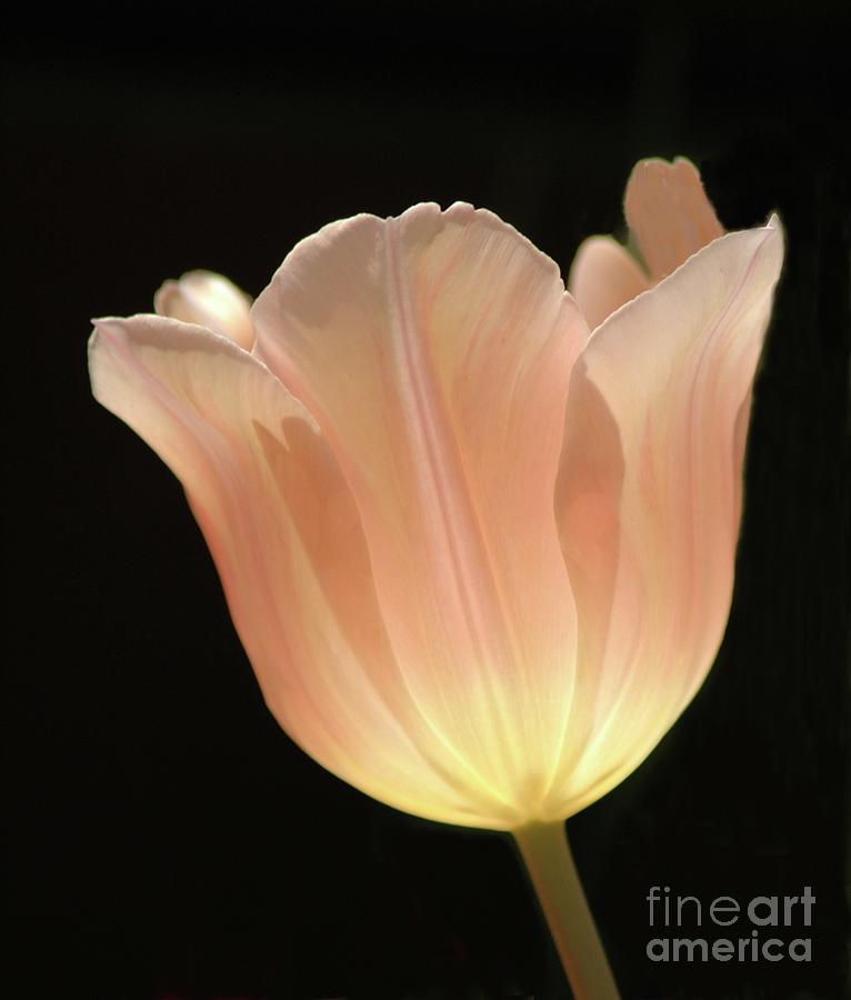 Nature Photograph - Peach Glow by Kathleen Struckle