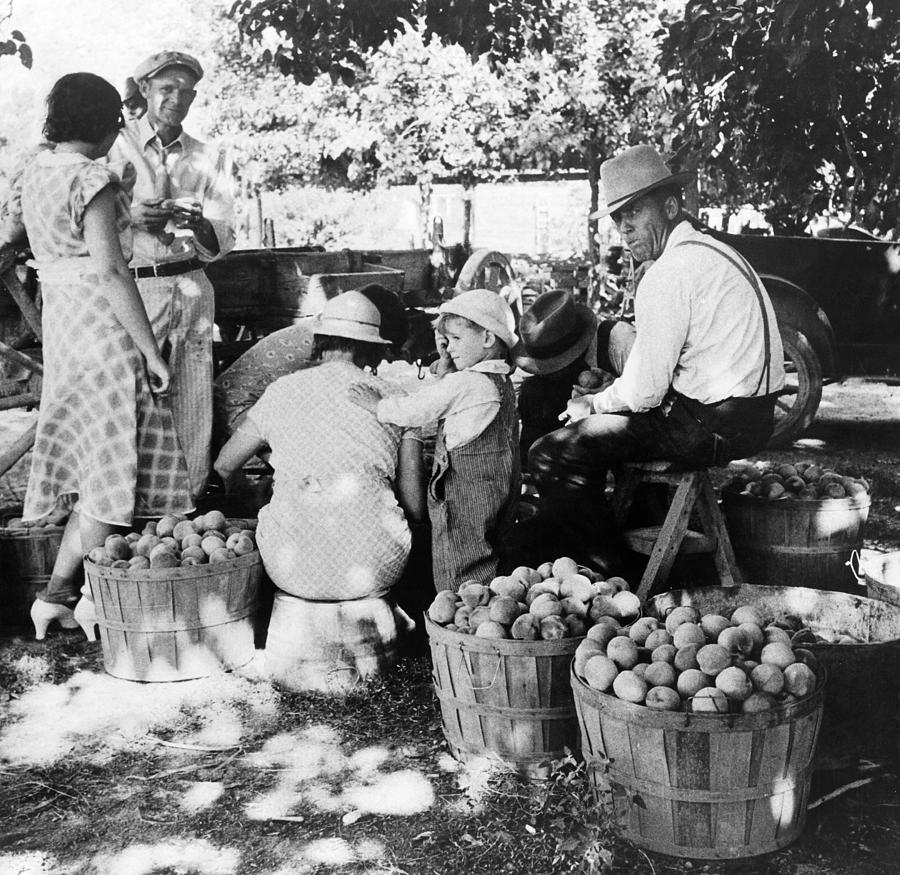Peach Harvest, 1938 Photograph by Granger