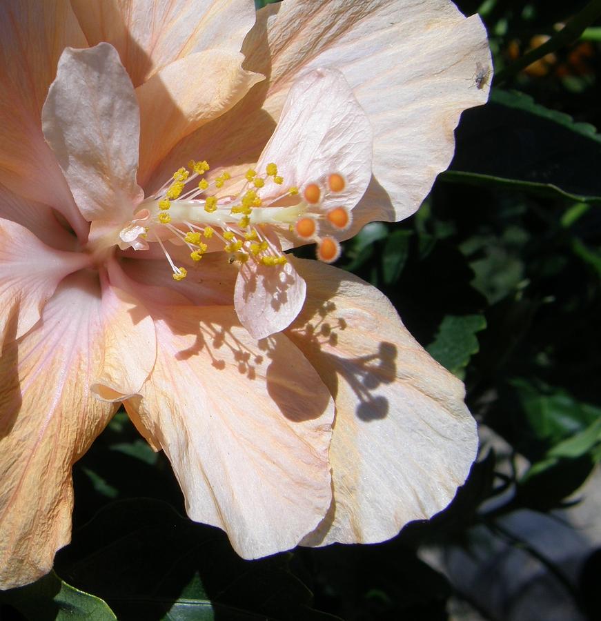 Peach Hibiscus Photograph by Caryl J Bohn