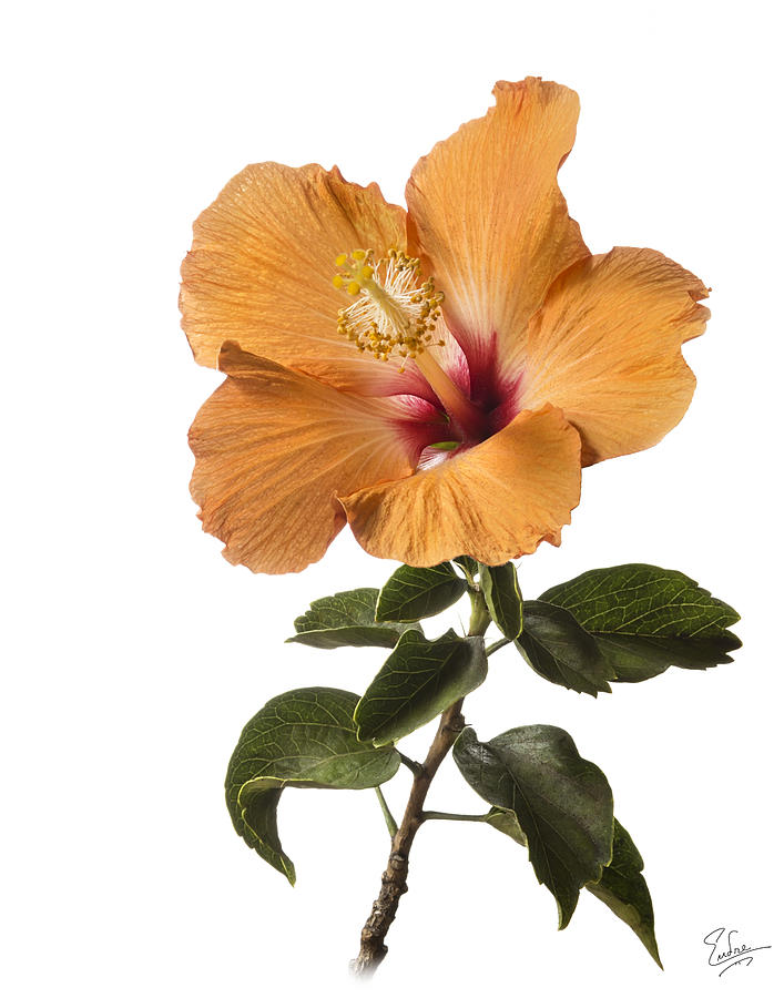 Peach Hibiscus Photograph by Endre Balogh