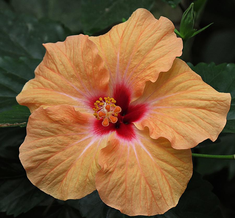 Peach Hibiscus Flower Photograph by MTBobbins Photography