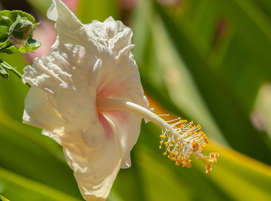 Peach Hibiscus Photograph by Roger Mullenhour