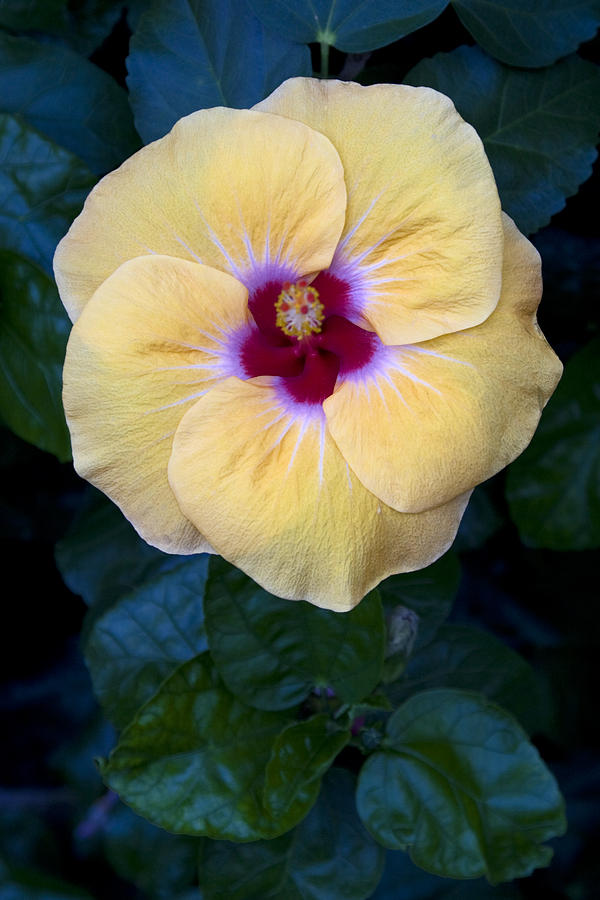 Peach Hibiscus Photograph by Sally Weigand - Pixels