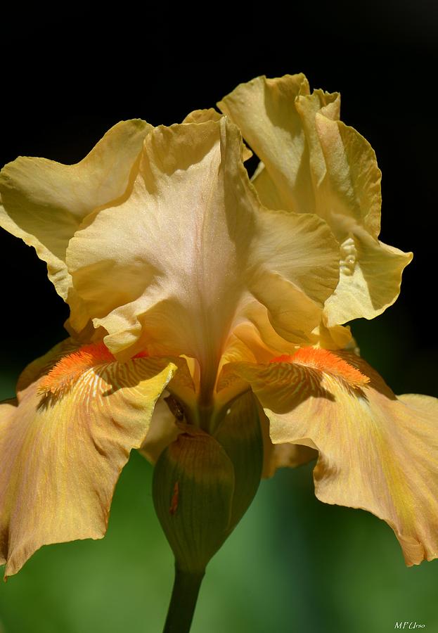 Peach Iris 2 Photograph by Maria Urso