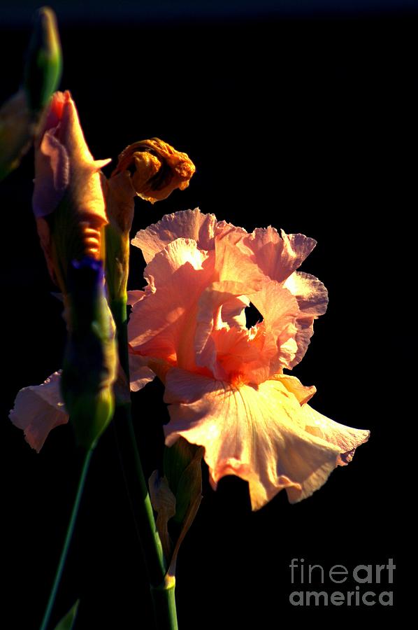 Peach Iris Photograph