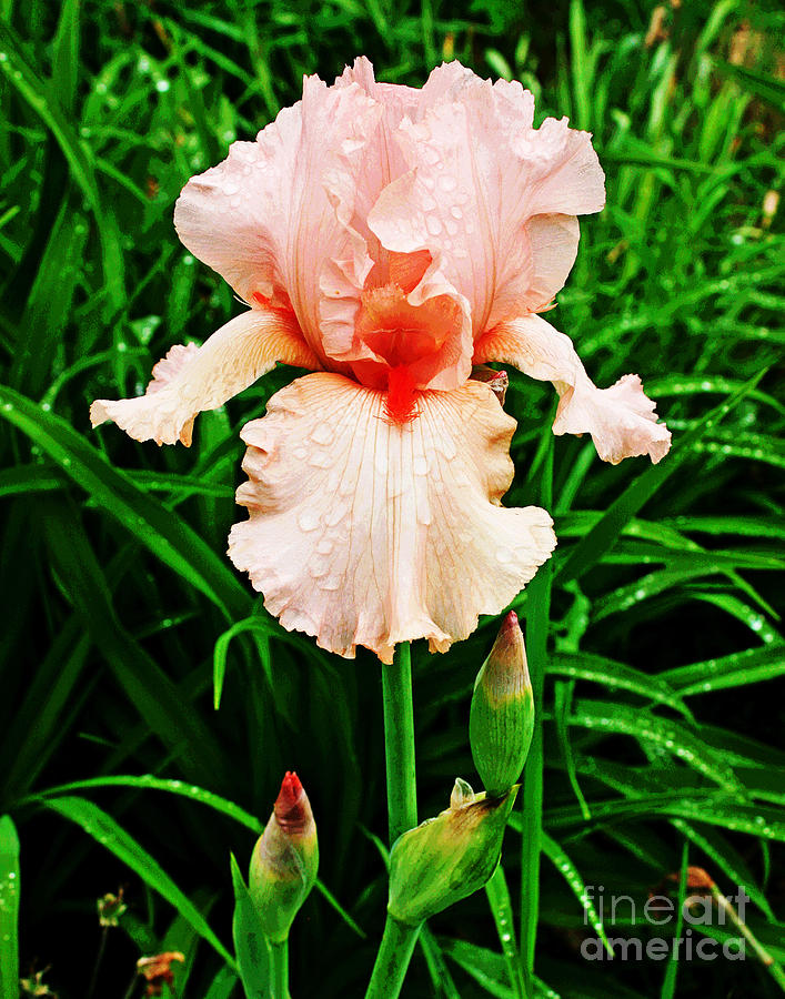 Peach Iris Photograph by Larry Oskin
