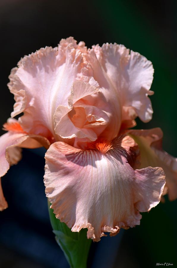 Peach Iris Photograph by Maria Urso
