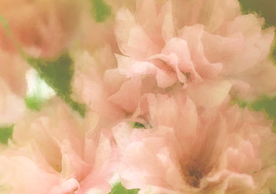 Peach Loving Blossoms Photograph by The Art Of Marilyn Ridoutt-Greene