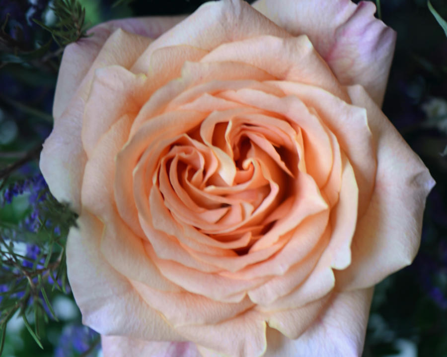Peach of a Rose With Heart Photograph by Connie Fox