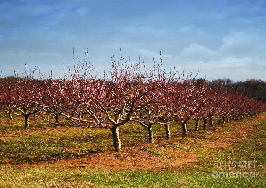 Peach Orchard Photograph by Elena Nosyreva