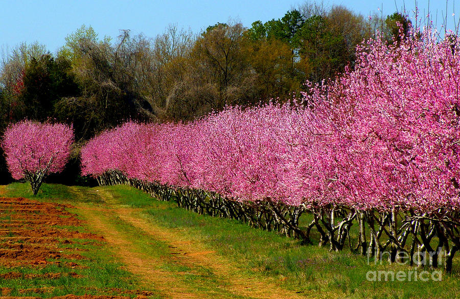 Peach Orchard in Carolina Photograph by Lydia Holly