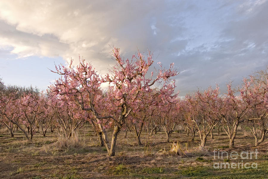 Peach Orchard Photograph by Kathleen Gauthier