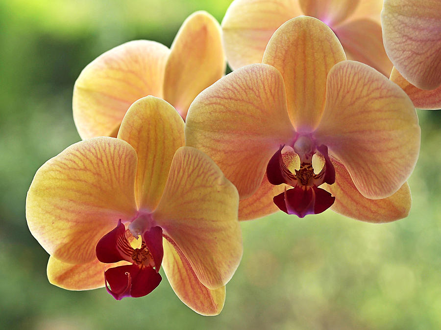 Peach Orchid Sunshine Photograph by Gill Billington