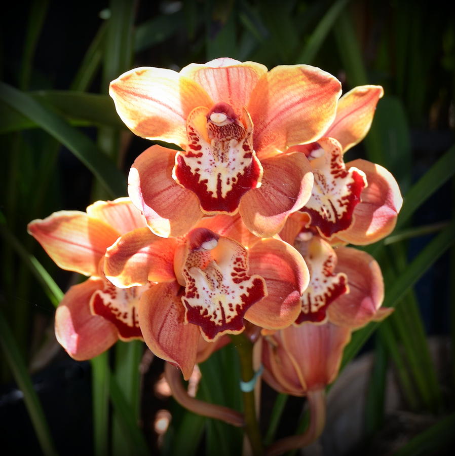 Orchid Photograph - Peach Orchids by Carla Parris