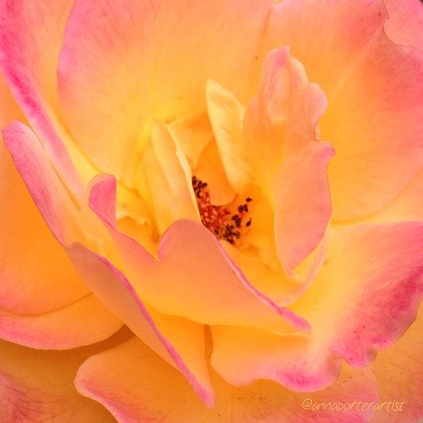 Rose Photograph - Peach Parfait  by Anna Porter