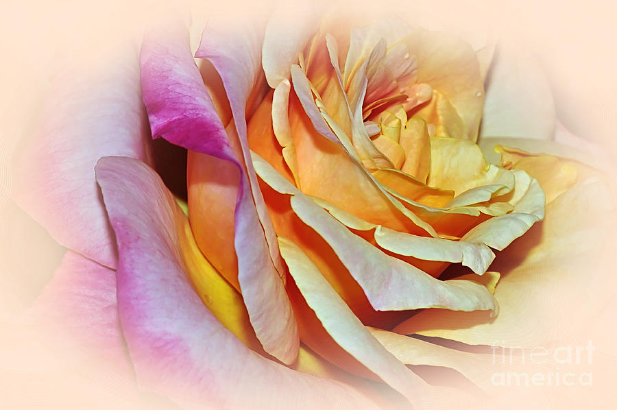 Peach Pink Rose Photograph by Kaye Menner