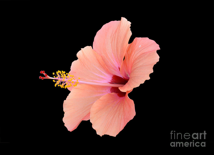 Peach red hibiscus Photograph by Ingela Christina Rahm