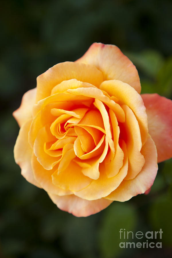 Peach Rose Photograph by Brian Jannsen