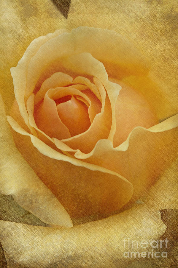 Peach Rose Photograph by Carrie Cranwill