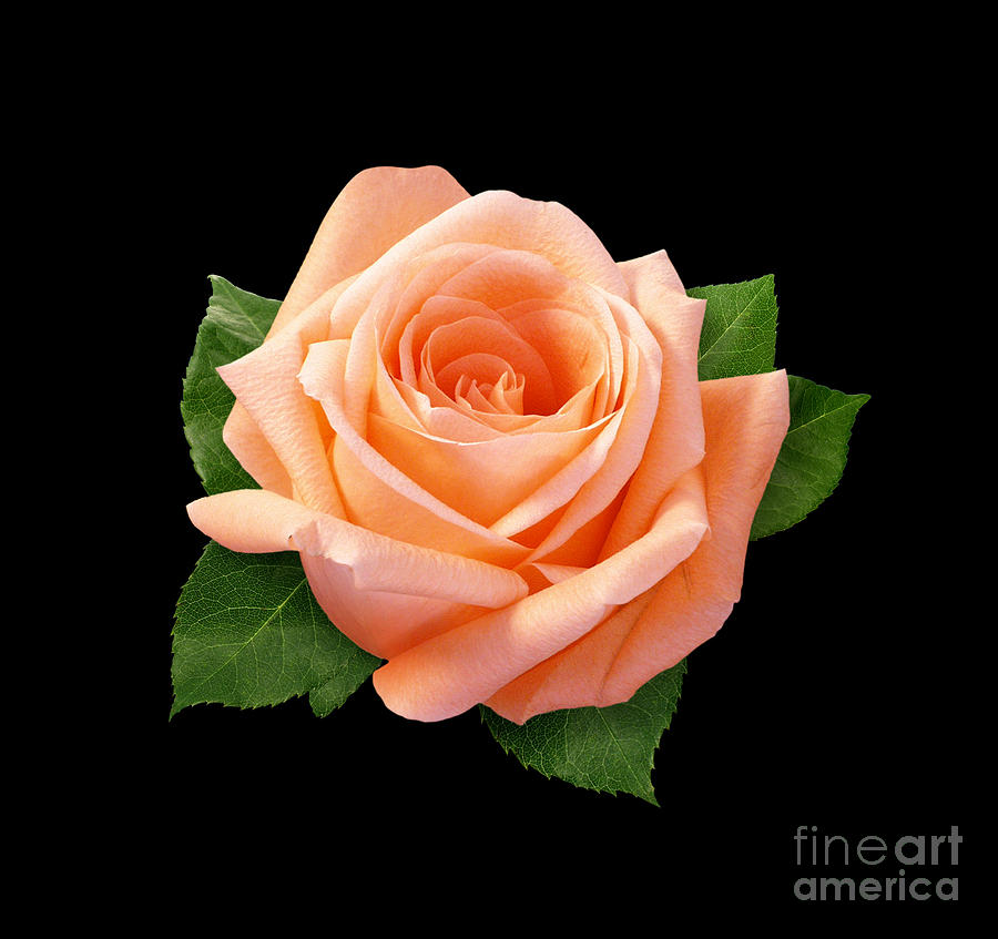 Nature Painting - Peach Rose  by Danny Smythe