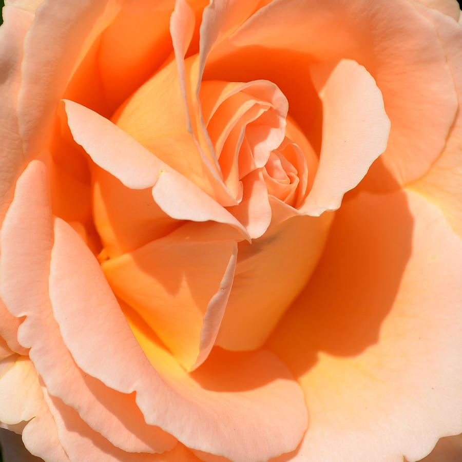Peach Rose Detail Photograph