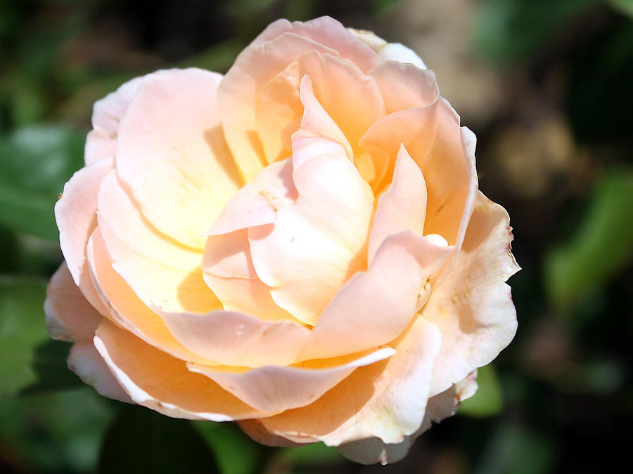 Peach Rose Photograph by Ellen Tully