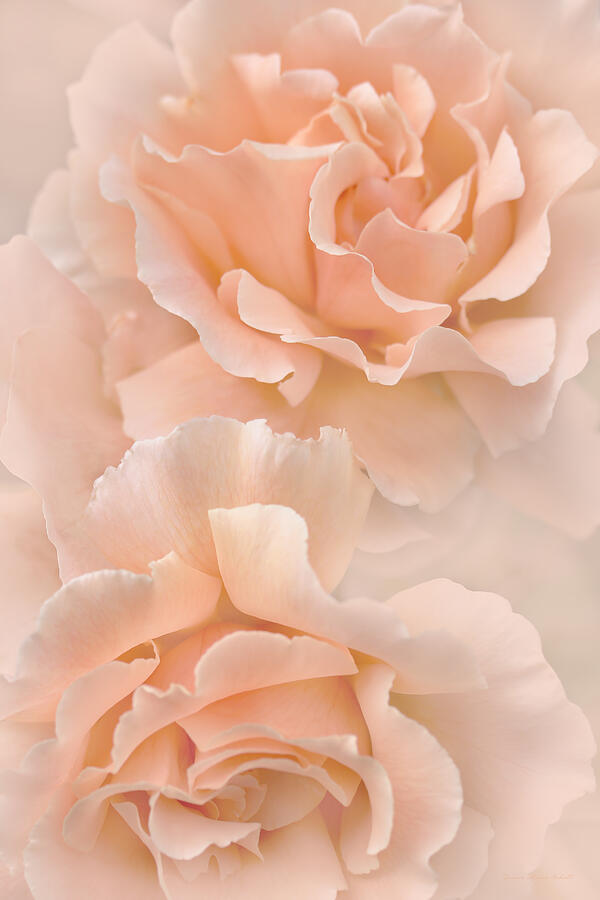 Summer Photograph - Peach Rose Flowers Bouquet by Jennie Marie Schell