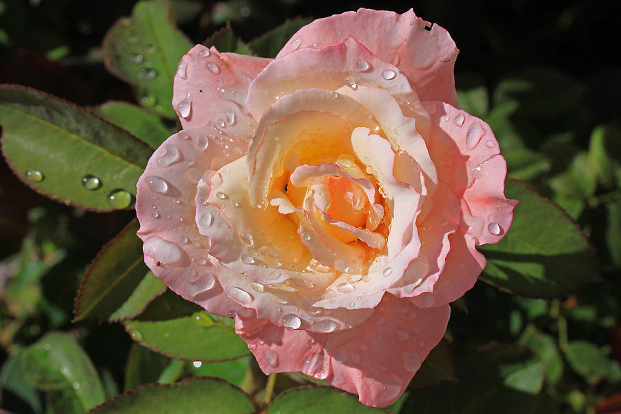 Peach Rose Photograph by Gary Kaylor