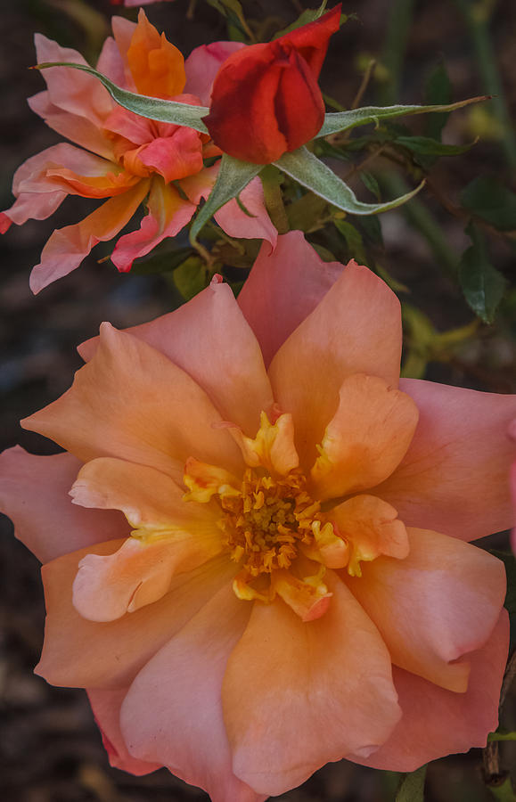Peach rose Photograph by Jane Luxton