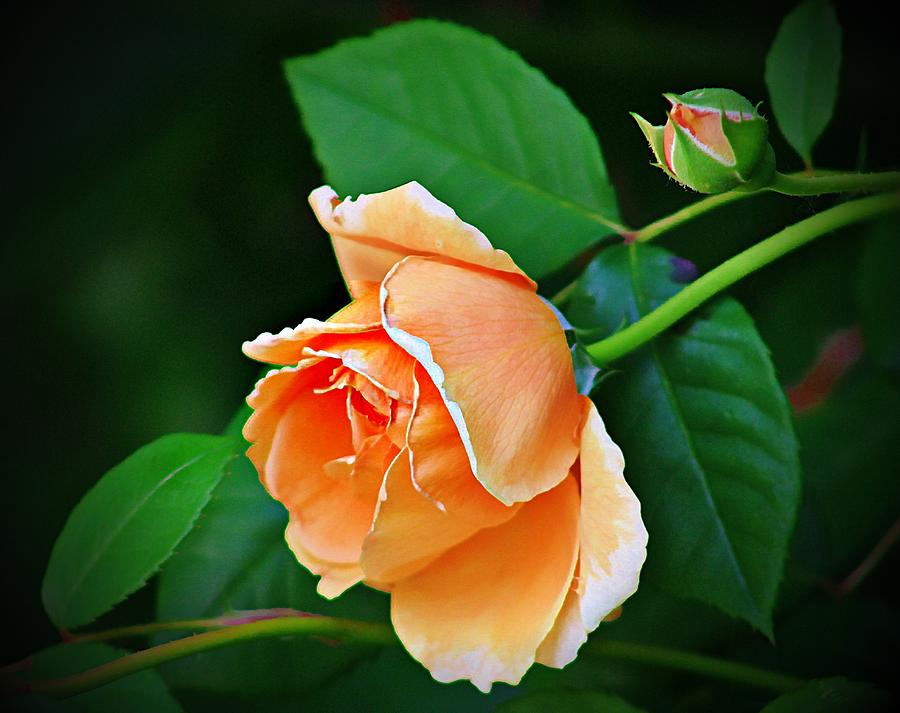 Peach Rose Photograph by Karen McKenzie McAdoo