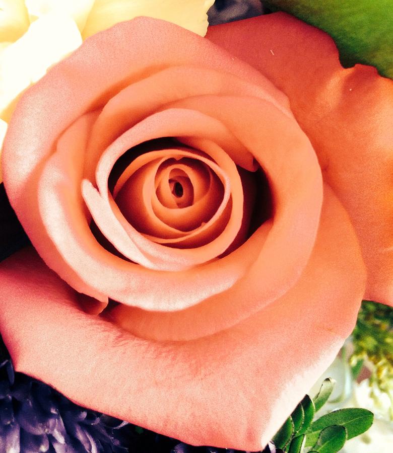 Peach Rose Photograph by Marian Lonzetta