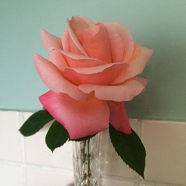 Rose Photograph - #peach #rose #nofilter #stunning by Jemma Walsh