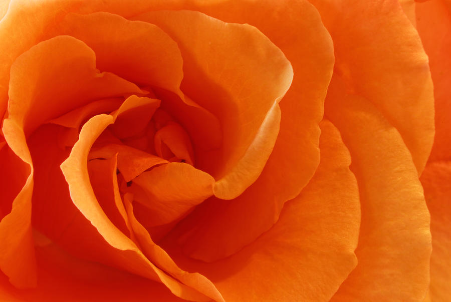 Peach Rose Photograph by Peter Lakomy