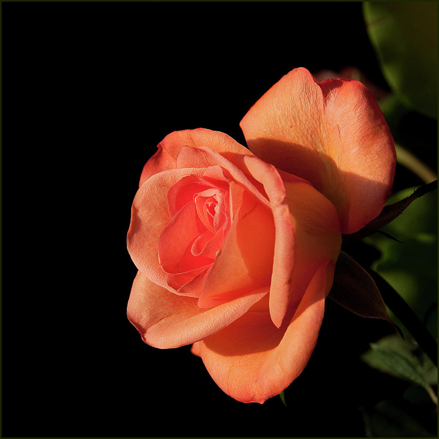 Peach Rose Photograph by Photos By Sally Jane Photographic Art
