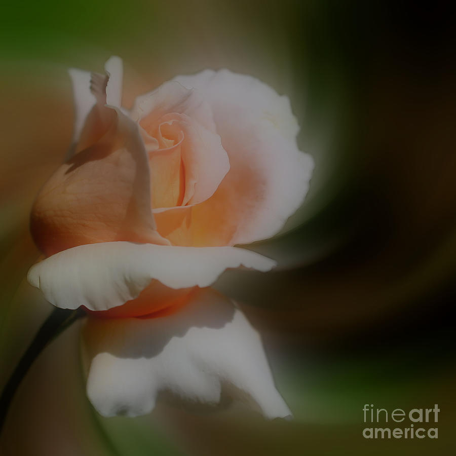 Peach Rosebud Photograph by Smilin Eyes Treasures