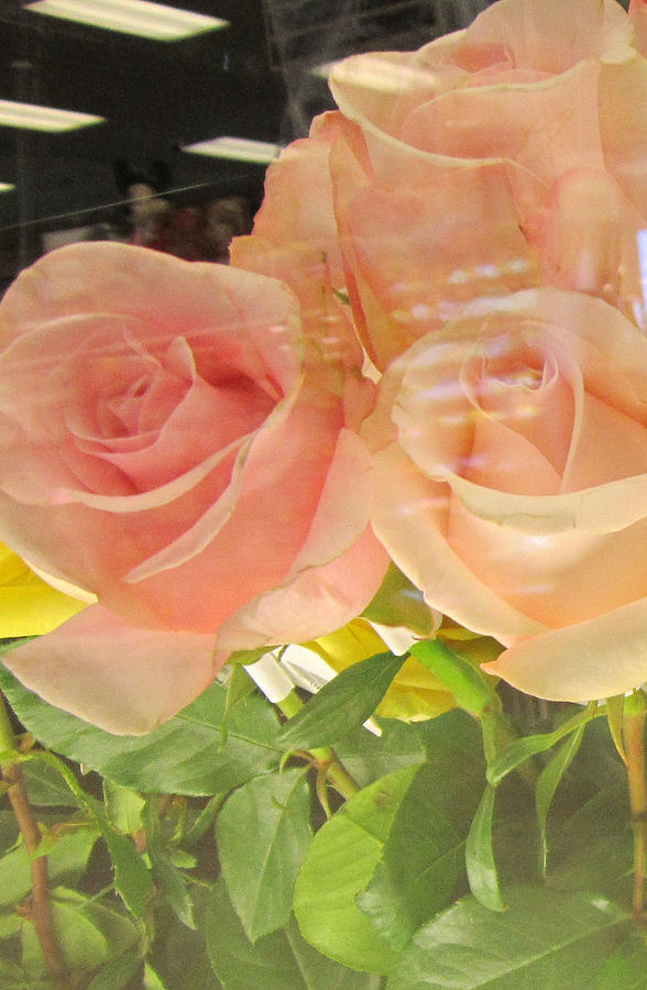 Peach Roses - birthday Greeting Card Photograph by Glenda Crigger