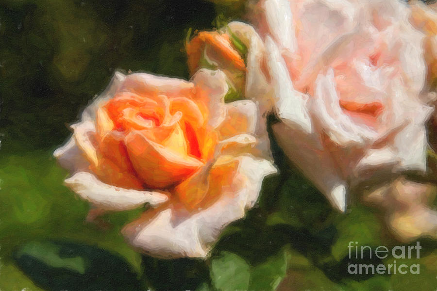 Peach Roses Digital Art