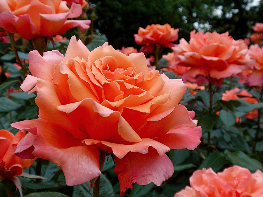 Peach Roses Photograph