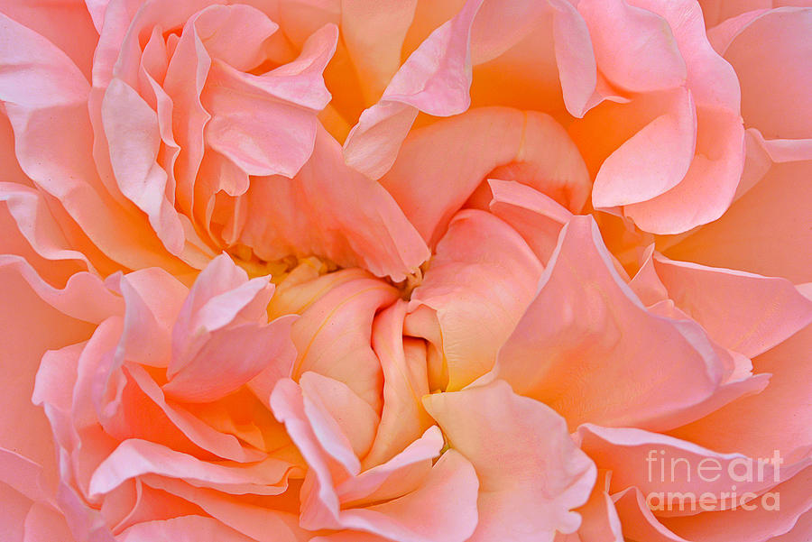 Peach Ruffled Rose Photograph