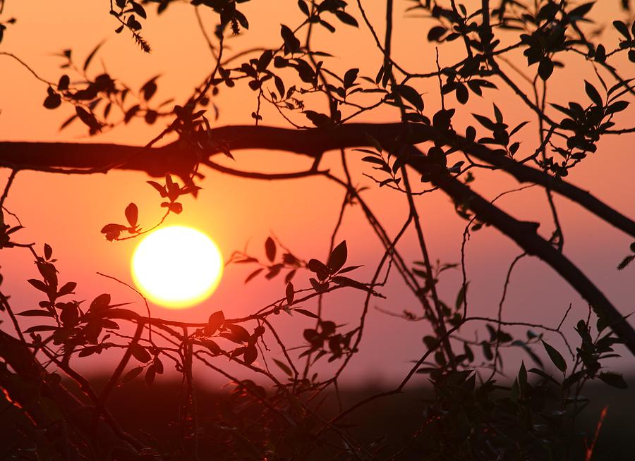 Peach Sunset Photograph by Tara Lowry - Fine Art America