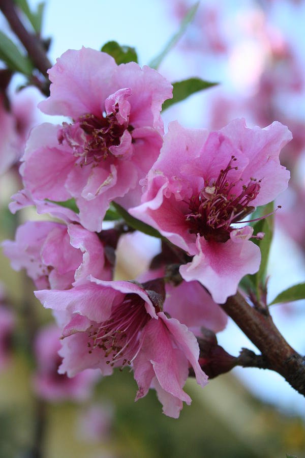 Peach Tree Blossom Close Up Photograph by Taiche Acrylic Art
