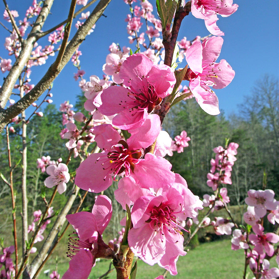 Peach Tree Blossoms in Spring Photograph by Duane McCullough