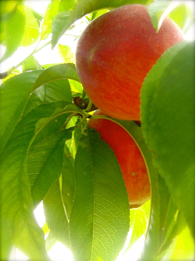Peach Tree Photograph by Tracy Male
