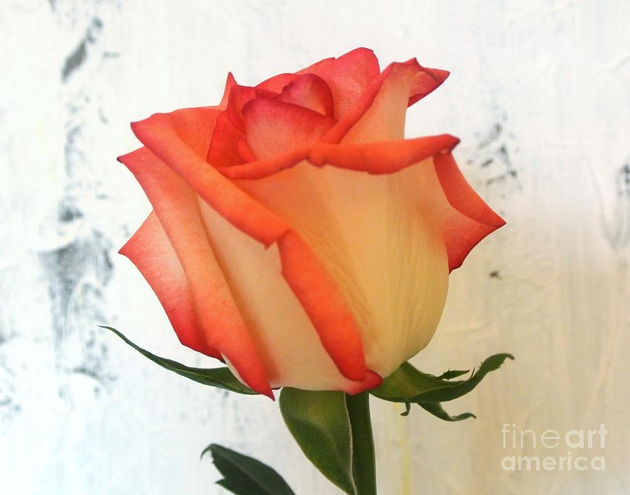 Flower Photograph - Peach Trim Rose by Marsha Heiken