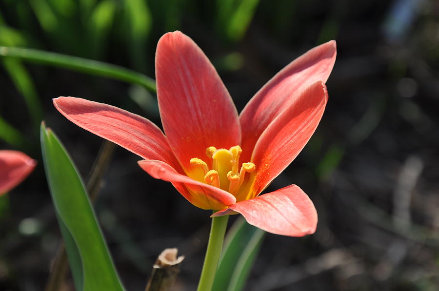 Spring Photograph - Peach Tulip by Amanda Heavlow