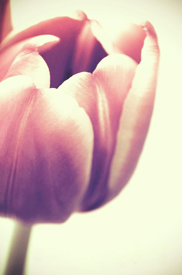 Peach Tulip Photograph by Jayneburfordphotography