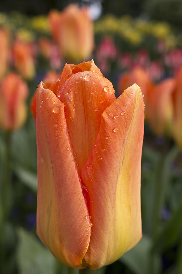 Peach Tulip Photograph by Priya Ghose