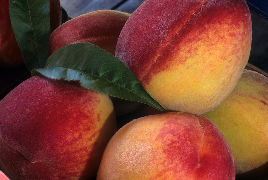 Peach Photograph - Peaches - Maryland by Harold E McCray