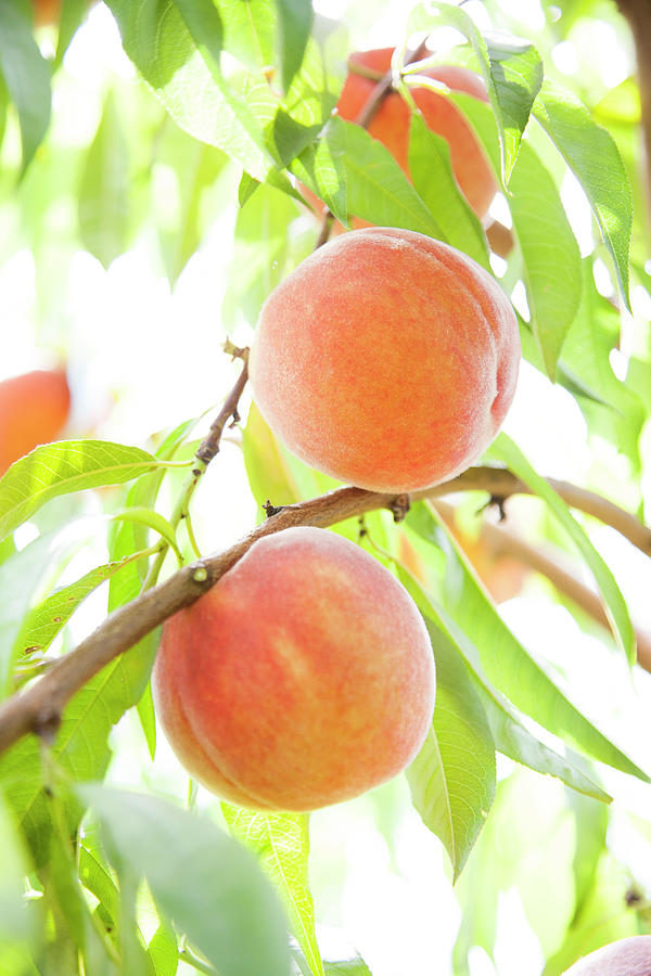 Peaches Growing In Tree Photograph by Jacqueline Veissid